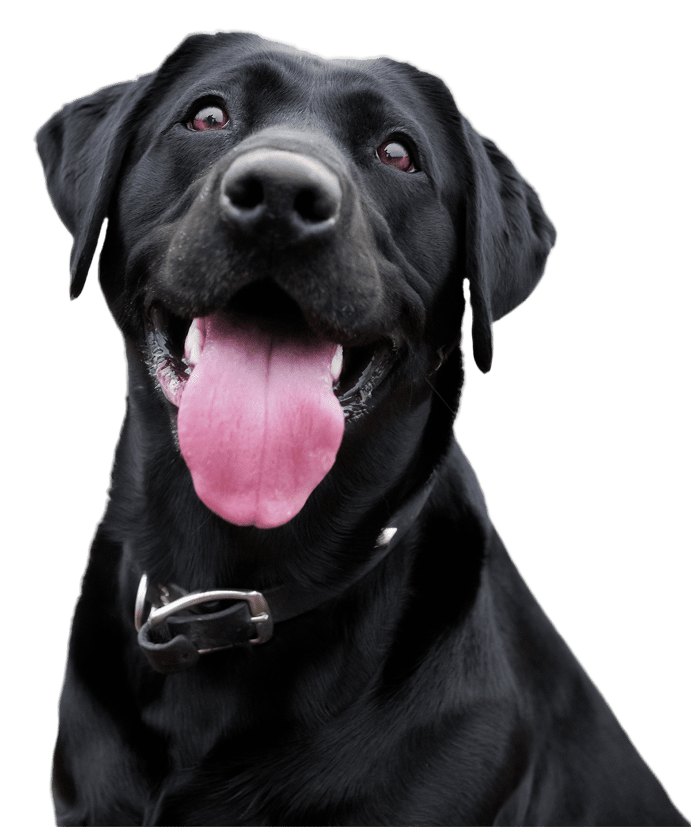 black lab dog